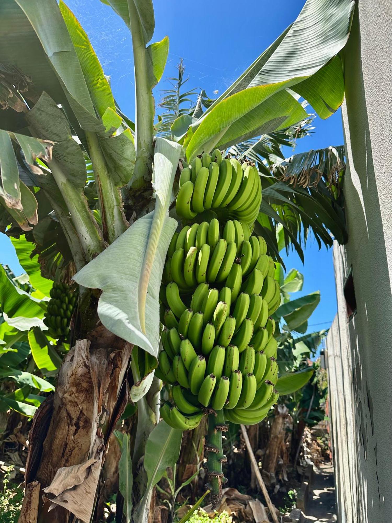 Oasis Suites - Funchal المظهر الخارجي الصورة